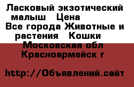 Ласковый экзотический малыш › Цена ­ 25 000 - Все города Животные и растения » Кошки   . Московская обл.,Красноармейск г.